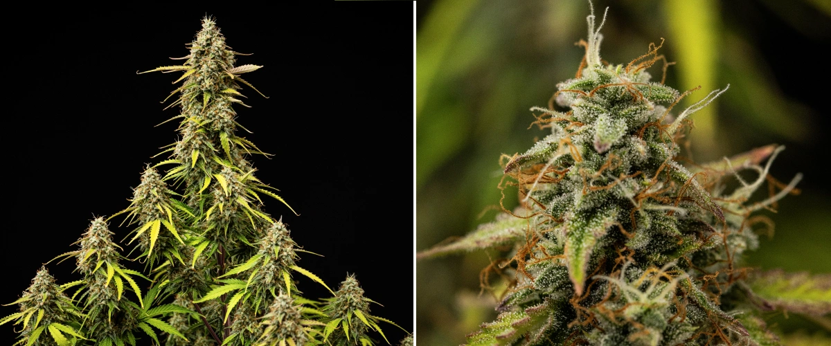 Grow report Atlas F1: semana 9, maturação final Planta de canábis Atlas F1 durante a semana 9 do grow report, mostrando flores totalmente maduras, cobertura densa de tricomas, pistilos laranja, folhas a perder cor e crescimento de floração maduro.