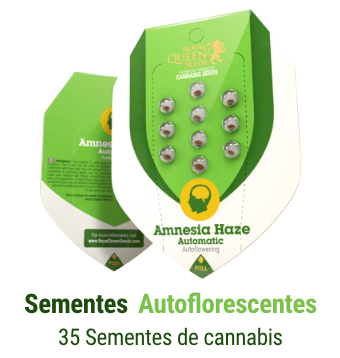 sementes-cannabis-autoflorescentes