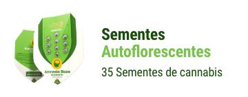sementes-cannabis-autoflorescentes