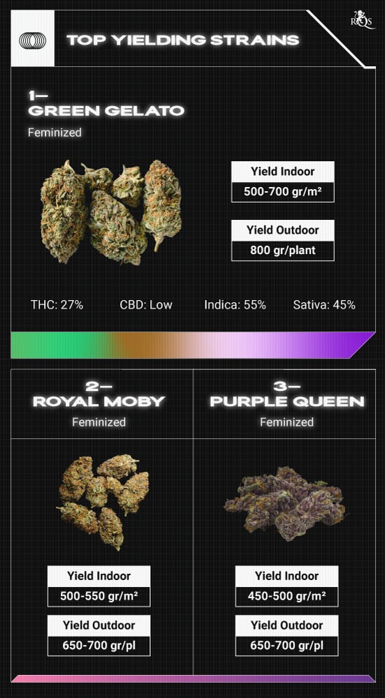 Top RQS Sativa Strains