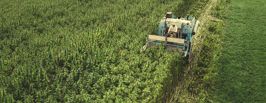 Hemp Fields for CBD Hemp Fields for CBD