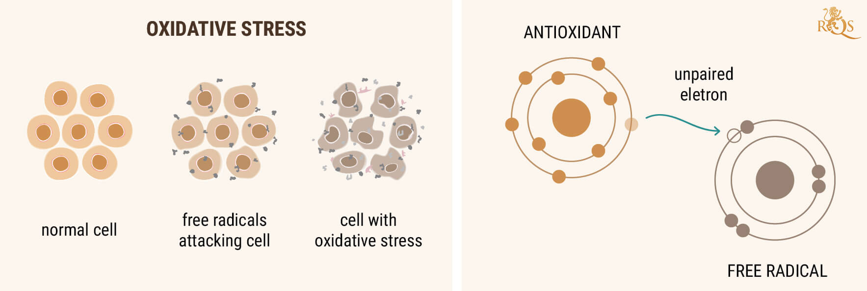 ÓLEO CBD (CBD OIL) COMO UM ANTIOXIDANTE