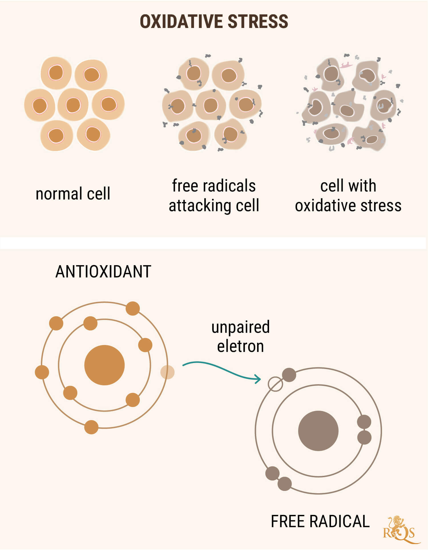 ÓLEO CBD (CBD OIL) COMO UM ANTIOXIDANTE