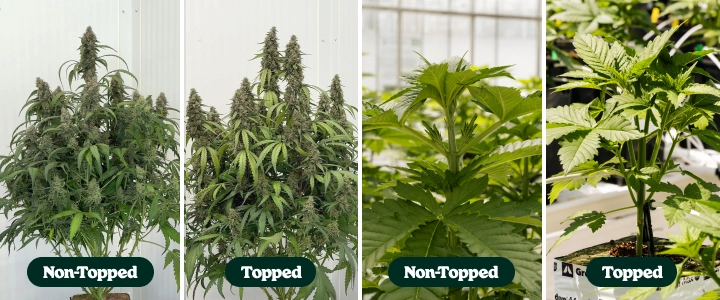 Ensaio de poda apical em autoflorescentes F1: plantas podadas vs. não podadas Comparação lado a lado de plantas de canábis autoflorescentes F1 com e sem poda apical, mostrando diferenças na ramificação e na estrutura da copa durante o crescimento e a floração.