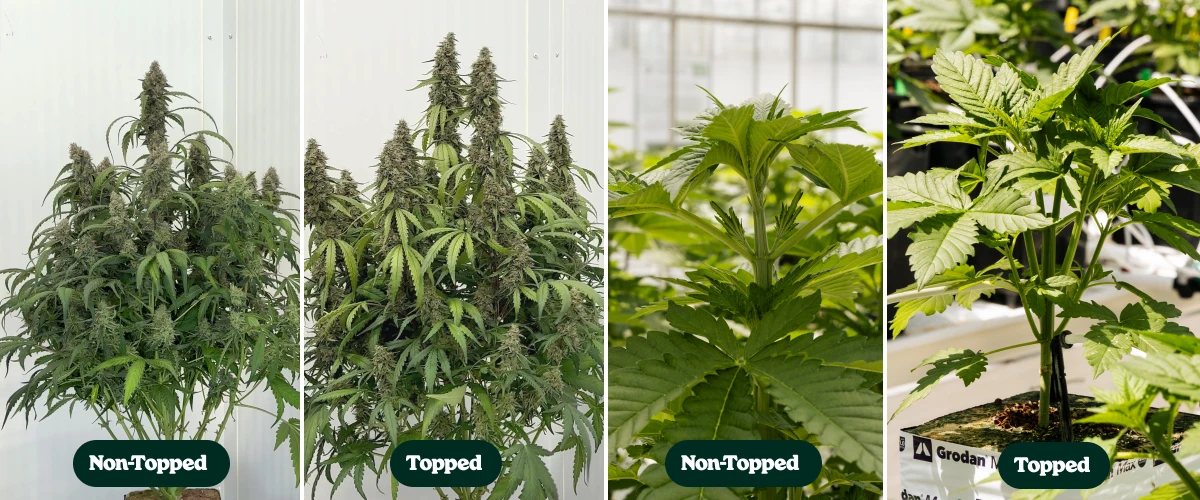 Ensaio de poda apical em autoflorescentes F1: plantas podadas vs. não podadas Comparação lado a lado de plantas de canábis autoflorescentes F1 com e sem poda apical, mostrando diferenças na ramificação e na estrutura da copa durante o crescimento e a floração.