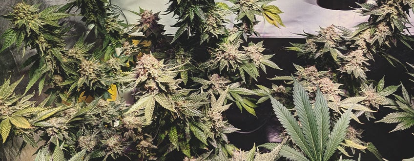 Candy Kush Express Candy Kush Express