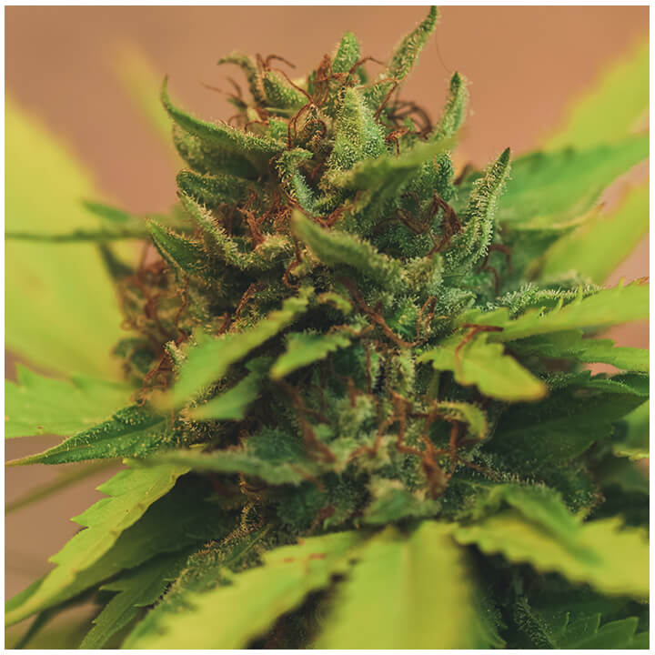 Tricomas e pistilos na planta de cannabis