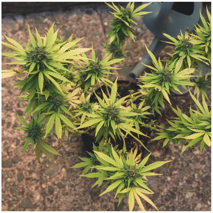 Planta de cannabis pronta para descarga