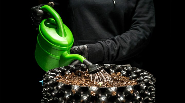 Cannabis soil wattering Cannabis soil wattering