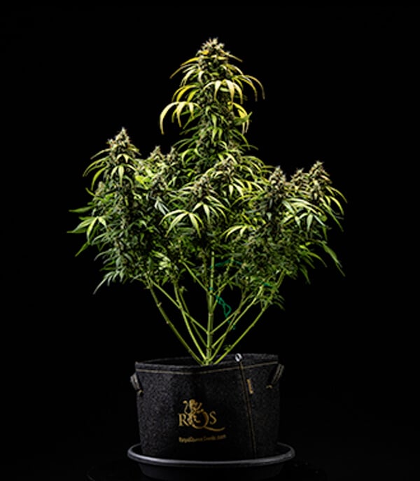 Diário de Cultivo da Cherry Pie Automatic: Colheita Diário de Cultivo da Cherry Pie Automatic: Colheita