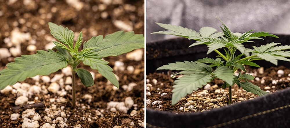 Diário de Cultivo da Cherry Pie Automatic Diário de Cultivo da Cherry Pie Automatic: Fase de Plântula (Semana 1)