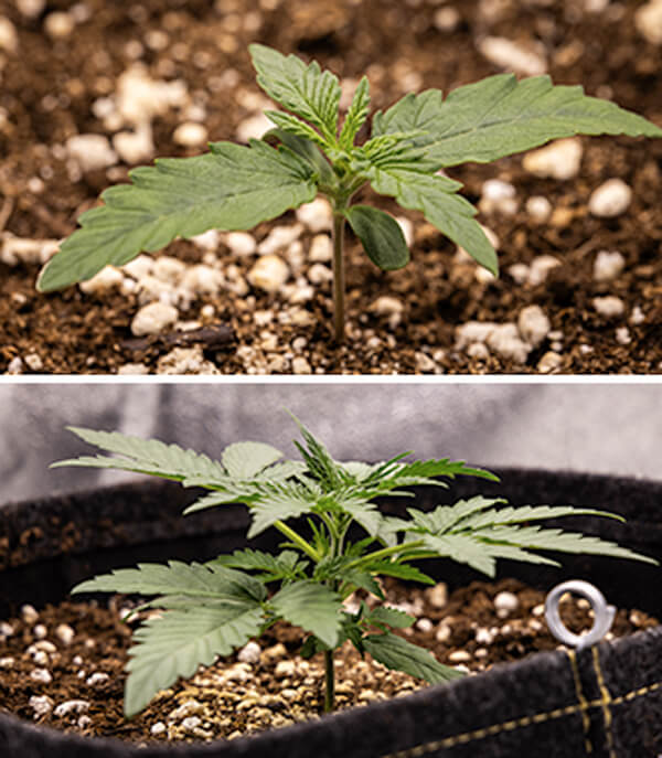 Diário de Cultivo da Cherry Pie Automatic Diário de Cultivo da Cherry Pie Automatic: Fase de Plântula (Semana 1)