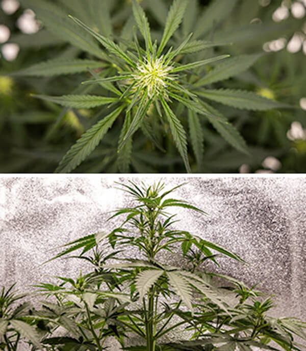Guia da Cherry Pie Automatic: Fase Vegetativa Cherry Pie Automatic Grow Report: Seedling Stage (Week 2-4)