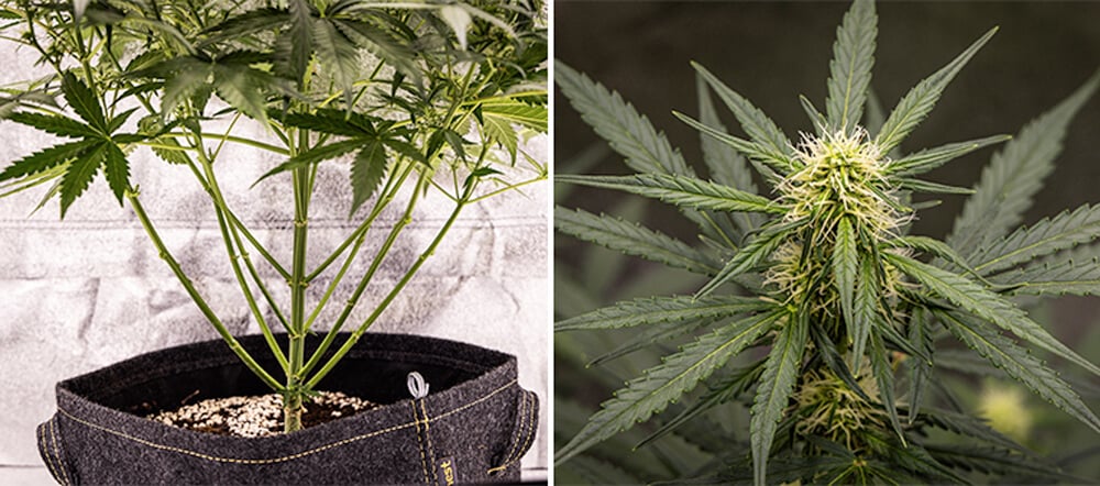 Guia de Cultivo da Cherry Pie Automatic: Fase de Floração Guia de Cultivo da Cherry Pie Automatic: Fase de Floração (Semanas 5–10)
