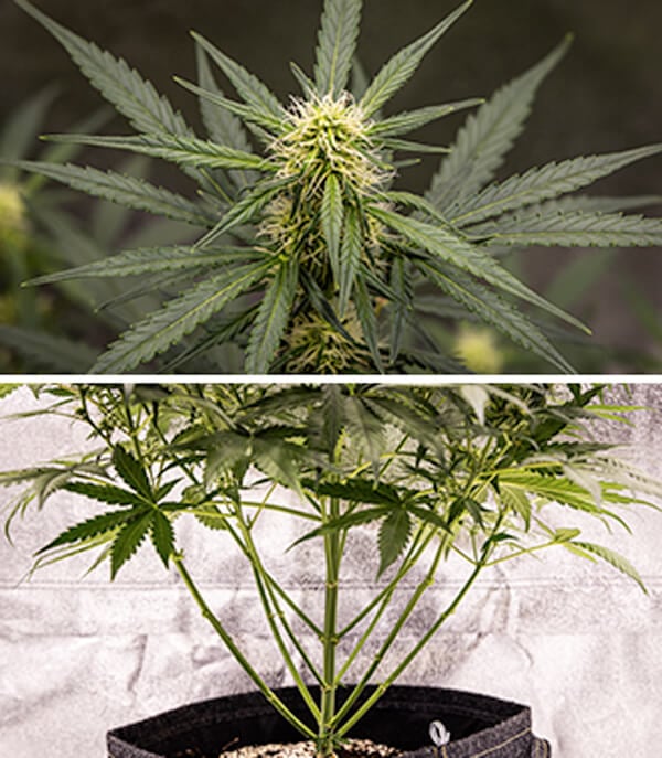 Guia de Cultivo da Cherry Pie Automatic: Fase de Floração Guia de Cultivo da Cherry Pie Automatic: Fase de Floração (Semanas 5–10)