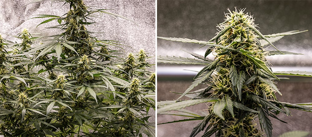 Guia de Cultivo da Cherry Pie Automatic: Fase de Floração Guia de Cultivo da Cherry Pie Automatic: Fase de Floração (Semanas 5–10)
