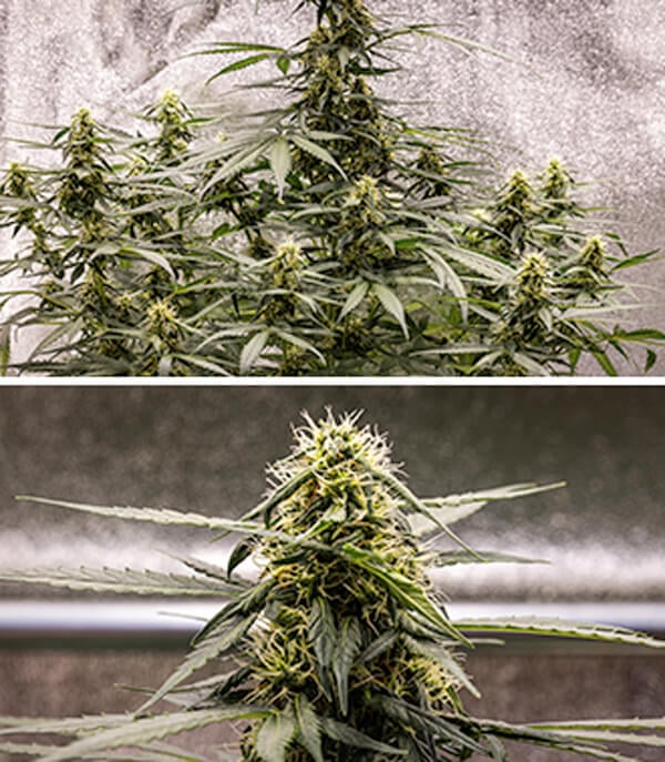 Guia de Cultivo da Cherry Pie Automatic: Fase de Floração Guia de Cultivo da Cherry Pie Automatic: Fase de Floração (Semanas 5–10)