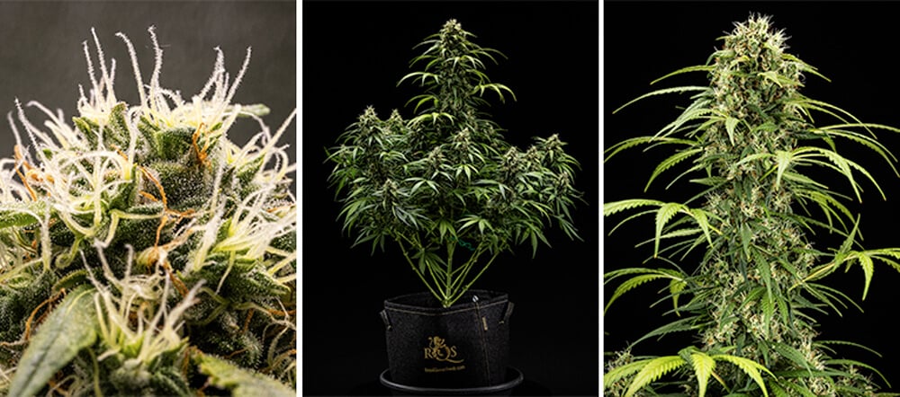 Guia de Cultivo da Cherry Pie Automatic: Fase de Floração Guia de Cultivo da Cherry Pie Automatic: Fase de Floração (Semanas 5–10)
