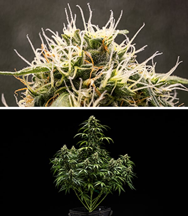 Guia de Cultivo da Cherry Pie Automatic: Fase de Floração Guia de Cultivo da Cherry Pie Automatic: Fase de Floração (Semanas 5–10)