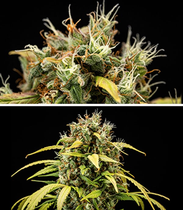 Guia de Cultivo da Cherry Pie Automatic: Fase de Floração Guia de Cultivo da Cherry Pie Automatic: Fase de Floração (Semanas 5–10)
