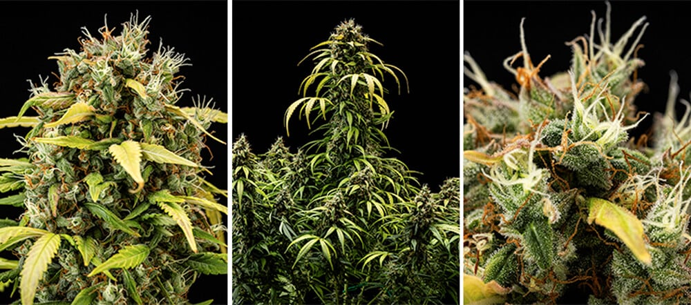 Guia de Cultivo da Cherry Pie Automatic: Fase de Floração Guia de Cultivo da Cherry Pie Automatic: Fase de Floração (Semanas 5–10)