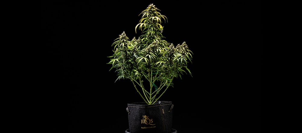 Diário de Cultivo da Cherry Pie Automatic: Colheita Diário de Cultivo da Cherry Pie Automatic: Colheita