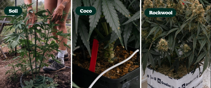 Substratos para híbridos F1: solo vs coco vs lã de rocha Comparação de plantas de canábis híbridas F1 cultivadas em solo, fibra de coco e lã de rocha, mostrando diferentes substratos e o desenvolvimento das plantas.