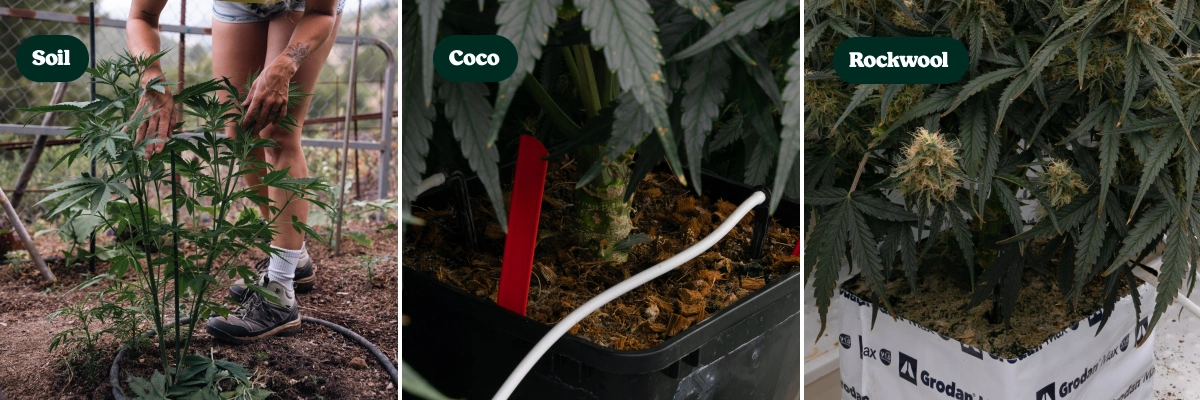 Substratos para híbridos F1: solo vs coco vs lã de rocha Comparação de plantas de canábis híbridas F1 cultivadas em solo, fibra de coco e lã de rocha, mostrando diferentes substratos e o desenvolvimento das plantas.