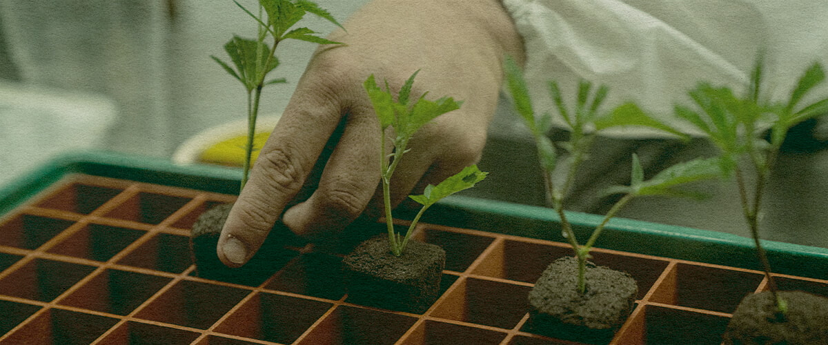Clonagem de Cannabis Rápida: Imagem de Bandeja Mão plantando clones de cannabis em uma bandeja de terra para crescimento eficiente, destacando clonagem que economiza tempo em uma bandeja verde, ideal para guias de cultivo de cannabis.