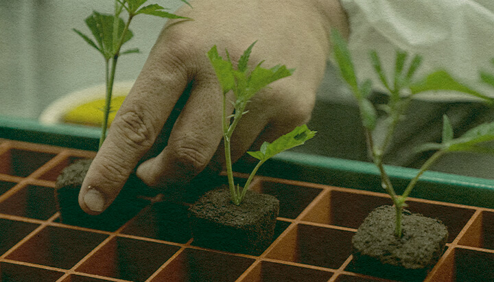 Clonagem de Cannabis Rápida: Imagem de Bandeja Mão plantando clones de cannabis em uma bandeja de terra para crescimento eficiente, destacando clonagem que economiza tempo em uma bandeja verde, ideal para guias de cultivo de cannabis.