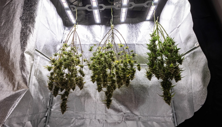 Plantas de cannabis Cosmos F1 a secar inteiras no grow box após a colheita, com ramos maduros e resinosos suspensos no escuro antes da manicure, da cura e dos resultados finais de produção.