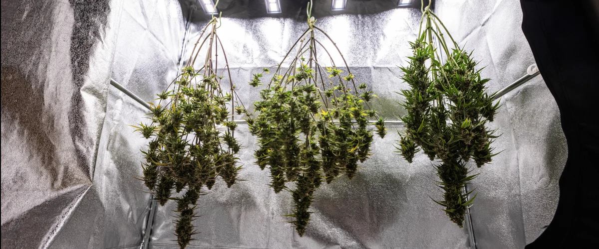 Plantas de cannabis Cosmos F1 a secar inteiras no grow box após a colheita, com ramos maduros e resinosos suspensos no escuro antes da manicure, da cura e dos resultados finais de produção.
