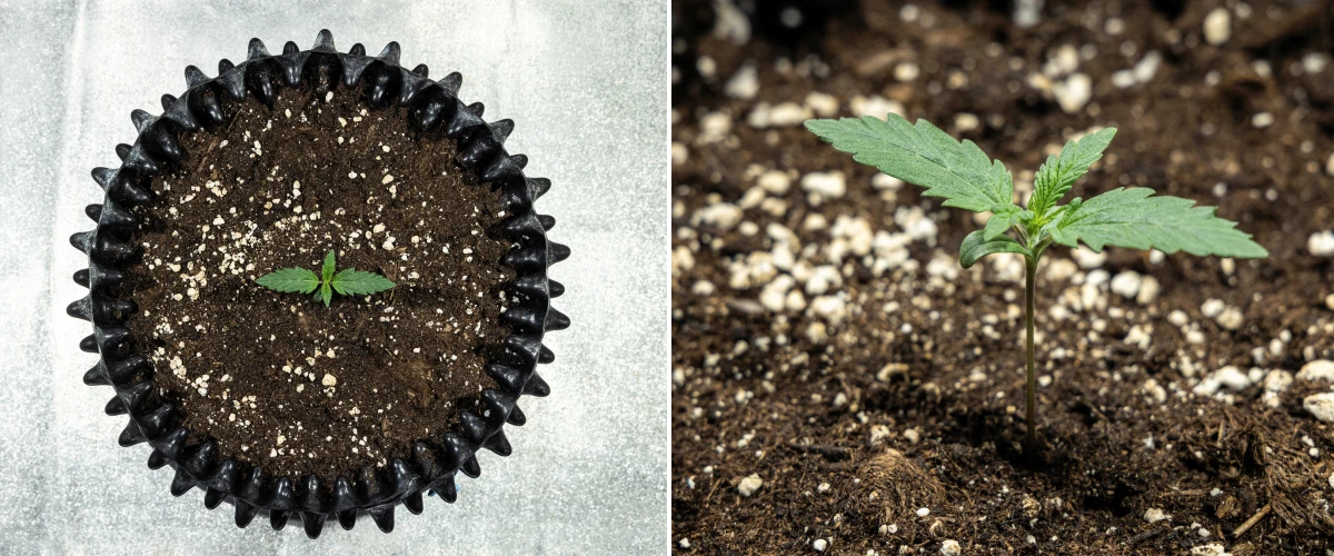 Plântula de cannabis Cosmos F1 durante a germinação, emergindo de forma uniforme do solo entre os dias 1 e 5.