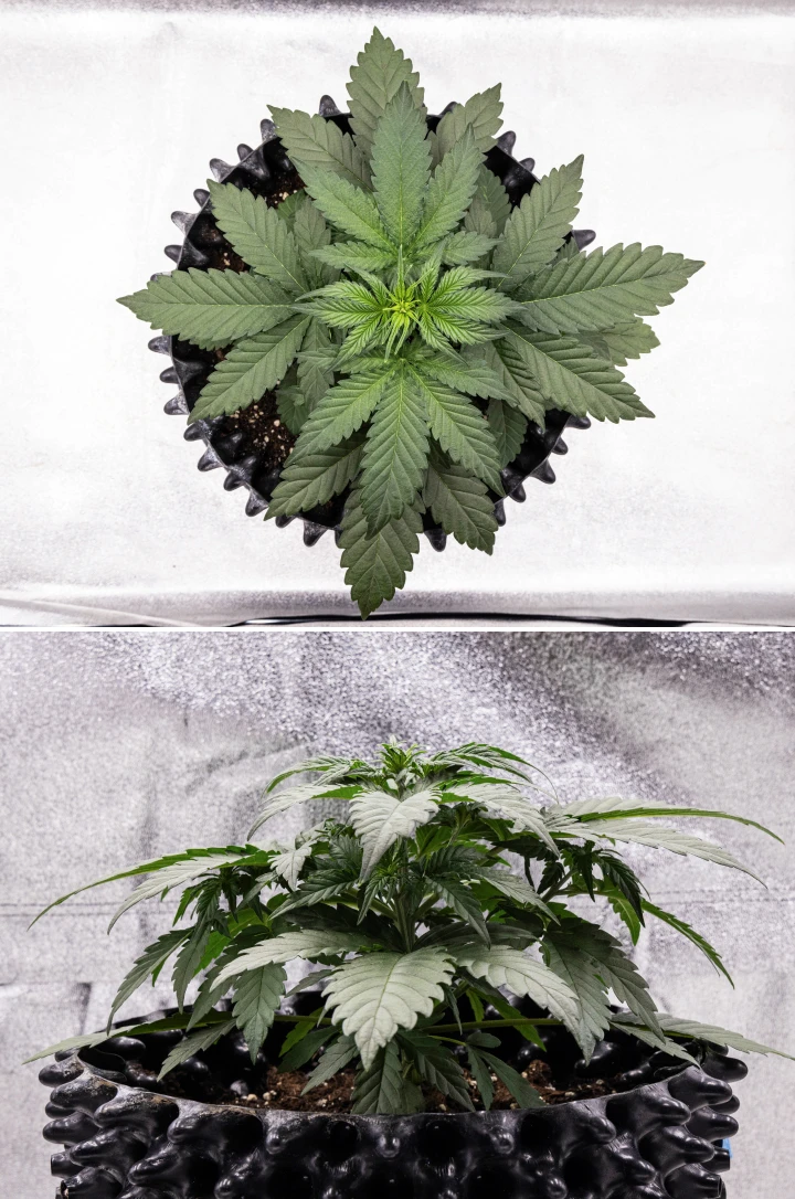 Planta de cannabis Cosmos F1 durante a semana 2 de vegetação, com crescimento inicial arbustivo, ramificação saudável e folhas verdes largas entre os dias 12 e 19 de brotação.