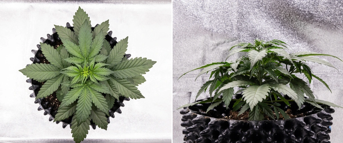Planta de cannabis Cosmos F1 durante a semana 2 de vegetação, com crescimento inicial arbustivo, ramificação saudável e folhas verdes largas entre os dias 12 e 19 de brotação.