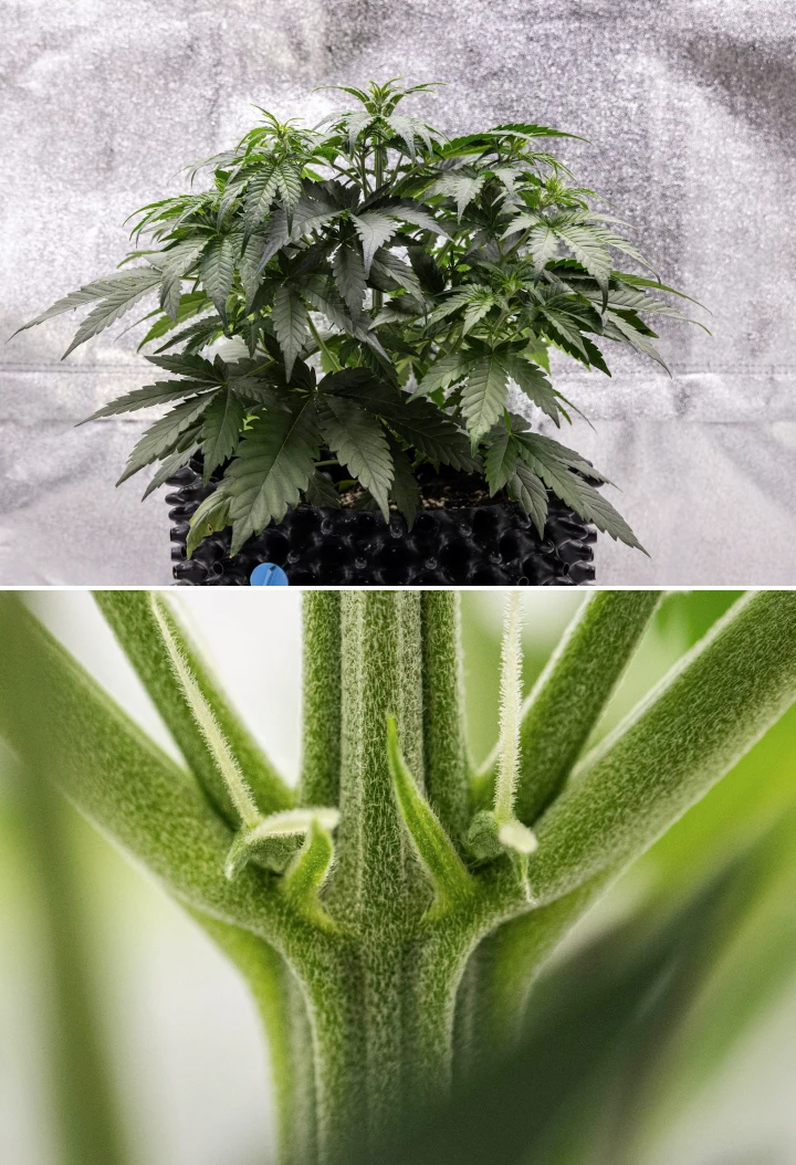 Planta de cannabis Cosmos F1 durante a semana 3, mostrando ramificação com influência sativa, folhagem verde densa e os primeiros pistilos brancos quando a floração começa entre os dias 19 e 26 de brotação.