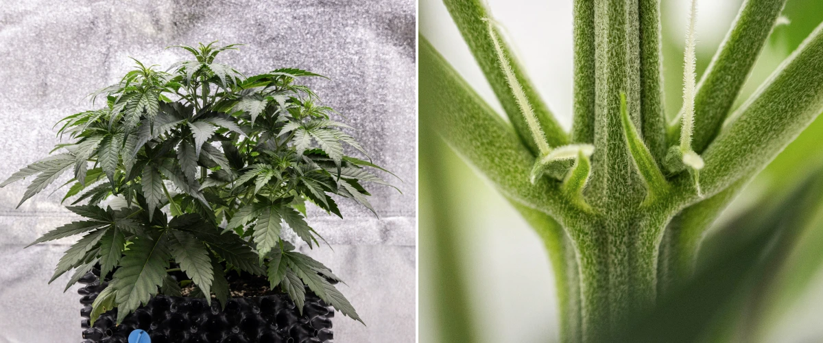 Planta de cannabis Cosmos F1 durante a semana 3, mostrando ramificação com influência sativa, folhagem verde densa e os primeiros pistilos brancos quando a floração começa entre os dias 19 e 26 de brotação.