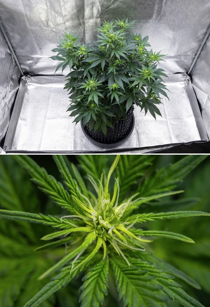 Planta de cannabis Cosmos F1 durante a semana 1 de floração, mostrando forte crescimento vertical, estrutura em forma de árvore de Natal, folhas saudáveis verde-escuras e aglomerados florais em desenvolvimento entre os dias 26 e 33 de brotação.