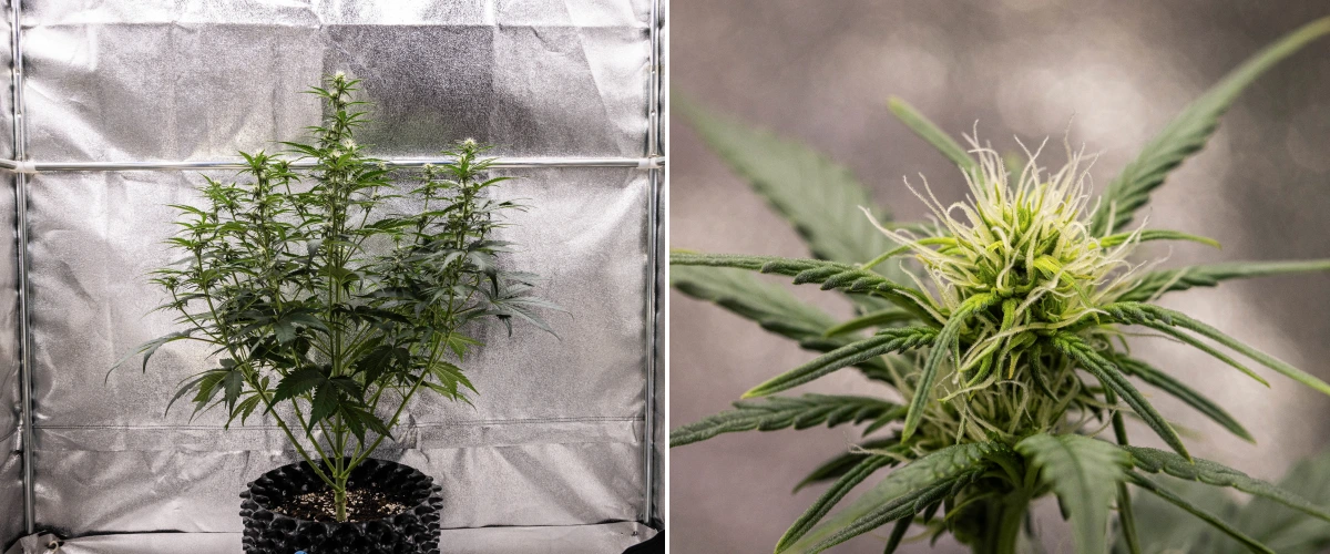 Planta de cannabis Cosmos F1 durante a semana 2 de floração, mostrando formação inicial de buds, folhagem verde saudável, estrutura vertical dos ramos e pistilos brancos em desenvolvimento entre os dias 33 e 40 de brotação.