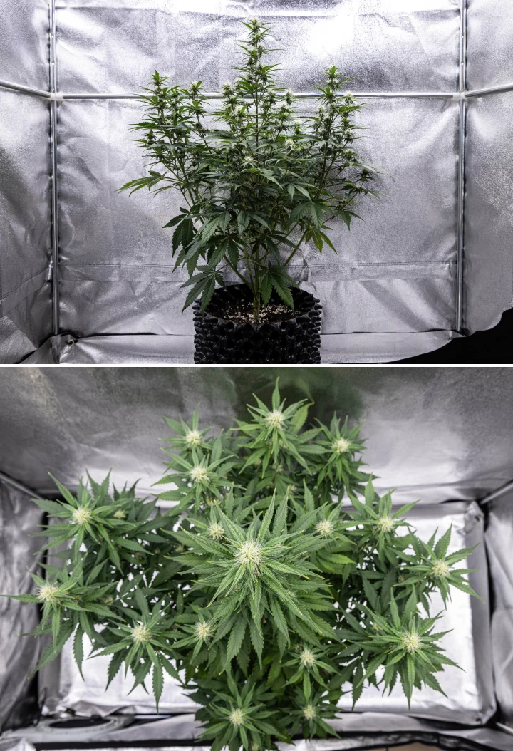 Planta de cannabis Cosmos F1 durante a semana 3 de floração, mostrando uma cola central dominante, ramos laterais bem espaçados, folhagem saudável verde-escura e pontos florais em desenvolvimento entre os dias 40 e 47 de brotação.
