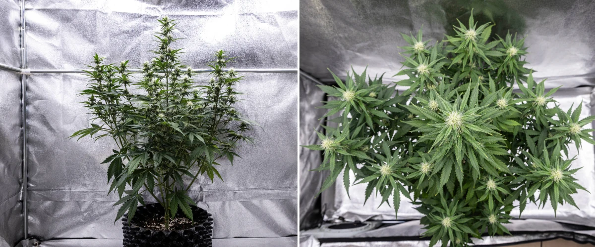 Planta de cannabis Cosmos F1 durante a semana 3 de floração, mostrando uma cola central dominante, ramos laterais bem espaçados, folhagem saudável verde-escura e pontos florais em desenvolvimento entre os dias 40 e 47 de brotação.