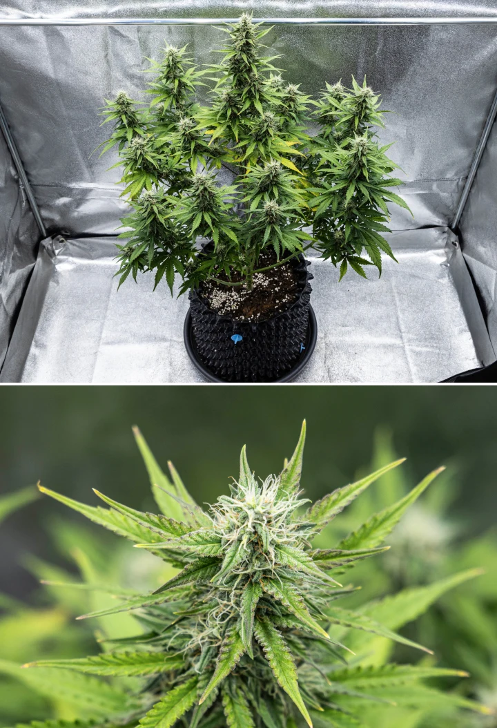 Planta de cannabis Cosmos F1 durante a semana 4 de floração, mostrando buds densos e resinosos, cálices pegajosos, colas em maturação e algum amarelecimento das folhas inferiores entre os dias 47 e 54 de brotação.