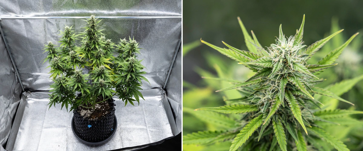 Planta de cannabis Cosmos F1 durante a semana 4 de floração, mostrando buds densos e resinosos, cálices pegajosos, colas em maturação e algum amarelecimento das folhas inferiores entre os dias 47 e 54 de brotação.