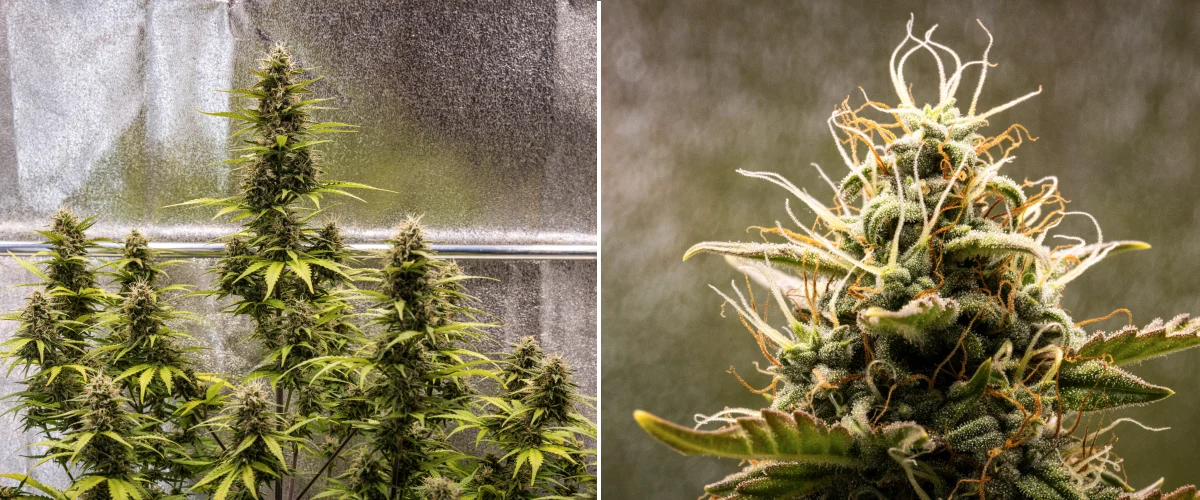 Planta de cannabis Cosmos F1 durante a semana 5 de floração, mostrando buds compactos ricos em tricomas, colas em maturação, pistilos âmbar e folhas amareladas à medida que a colheita se aproxima entre os dias 54 e 61 de brotação.