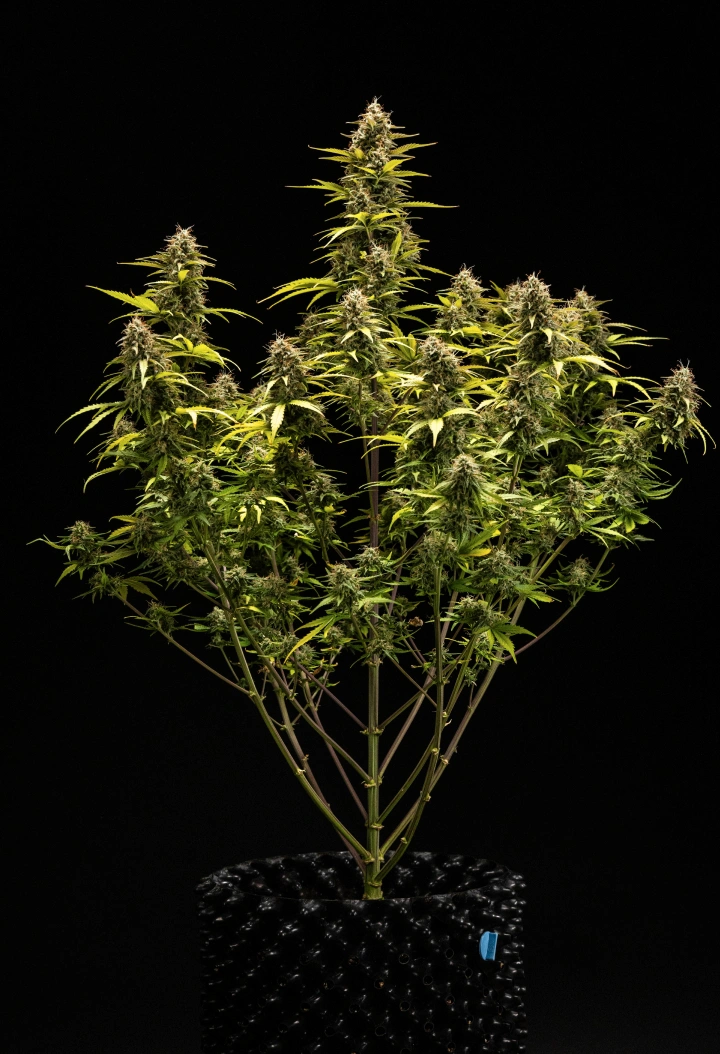 Planta de cannabis Cosmos F1 durante a semana 6 de floração e colheita, mostrando colas maduras cobertas de tricomas, cálices inchados, folhas amareladas e buds resinosos prontos para colher no dia 68 de brotação.