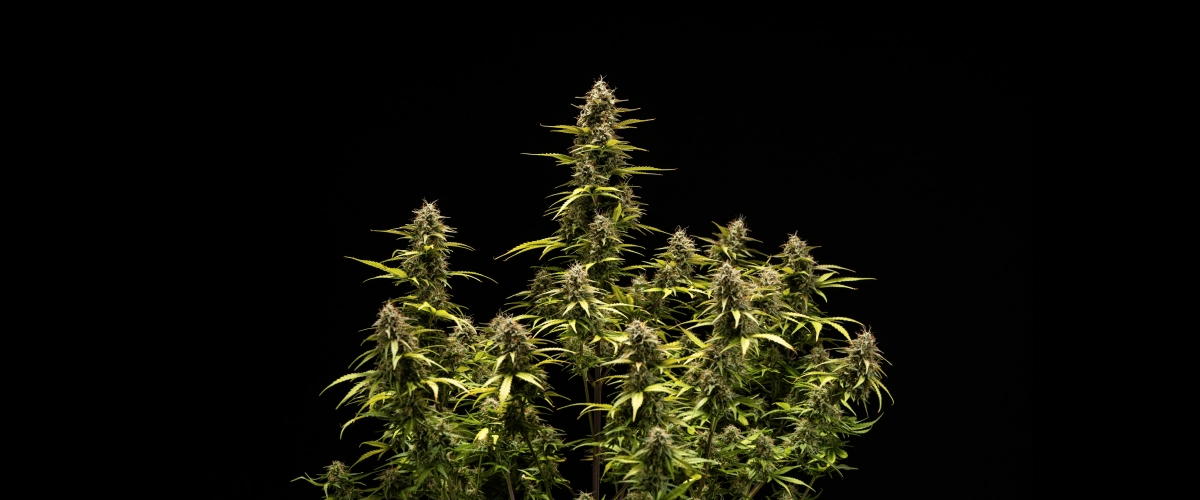 Planta de cannabis Cosmos F1 durante a semana 6 de floração e colheita, mostrando colas maduras cobertas de tricomas, cálices inchados, folhas amareladas e buds resinosos prontos para colher no dia 68 de brotação.