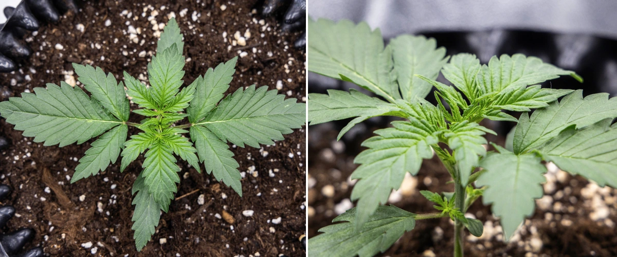 Planta de cannabis Cosmos F1 durante a semana 1 de vegetação, com crescimento compacto e ereto, espaçamento uniforme das folhas e folhagem inicial saudável entre os dias 5 e 12 de brotação.