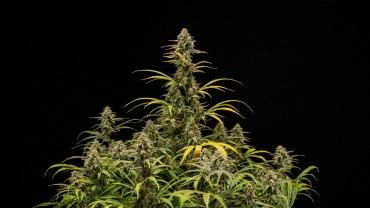 Plantas de canábis Hyperion F1 maduras sobre um fundo preto, mostrando colas altas em floração, flores resinosas, folhas a perder cor e uma copa vigorosa durante a fase final de floração.