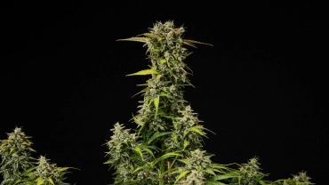 Planta de canábis Royal Creamatic madura com flores densas e resinosas, tricomas gelados e uma cola principal alta sobre fundo preto.