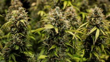 Buds de cannabis Granddaddy Purple Auto em close-up, mostrando colas densas cobertas de tricomas, pistilos laranja, flores verdes maduras e resina gelada antes da colheita.